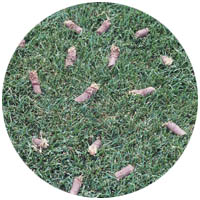 Lonsdale turfgrass aeration and seeding