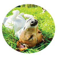 Lonsdale flea and tick control