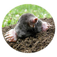 Lonsdale mole & grub control
