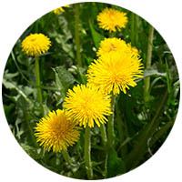 Lonsdale grass weed control